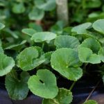 Centella Asiatica for UV Damage & Redness